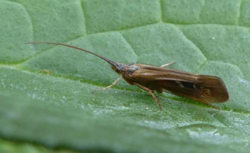 Réf. 357 472 : Limnephilus auricula